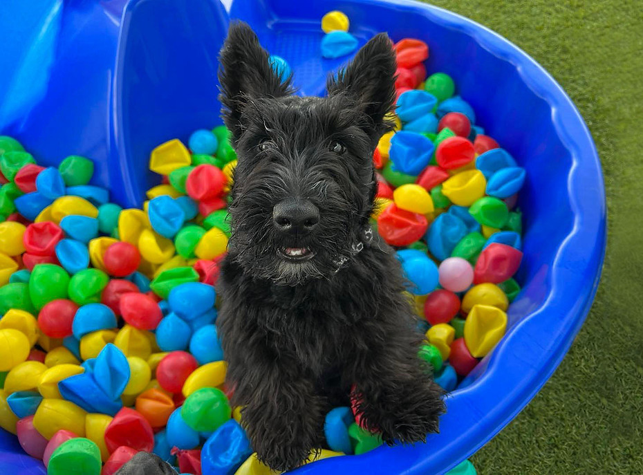 Dog's Day Out Doggy Daycare Mitchell, ACT Dog Daycare Canberra